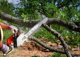 Best Tree Planting Services  in Salineville, OH